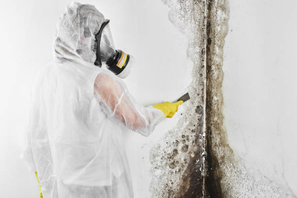 Grant Park, IL Mold Removal Company
