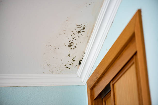 Best Mold Remediation  in Grant Park, IL