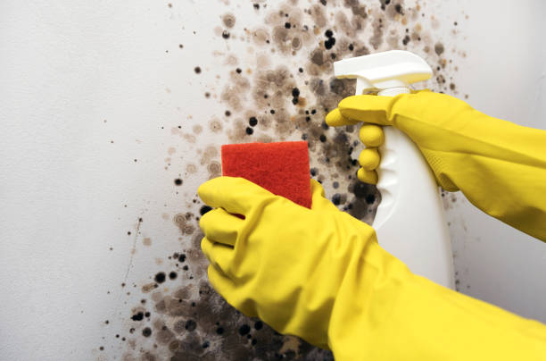 Best Mold Remediation Services  in Grant Park, IL