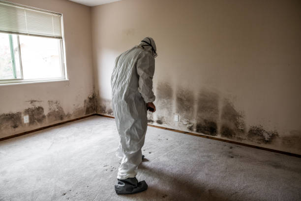 Crawl Space Mold Removal in Grant Park, IL