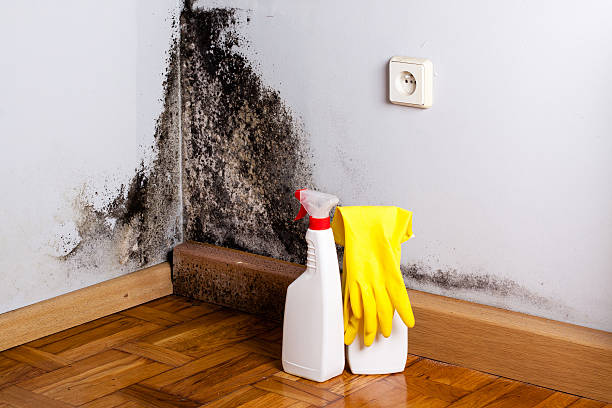 Best Mold Removal Company Near Me  in Grant Park, IL