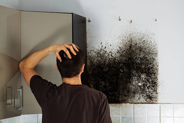 Best Affordable Mold Removal  in Grant Park, IL